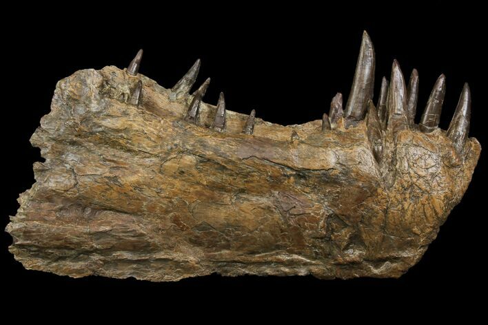 Xiphactinus Lower Jaws - All Original Teeth! #143495